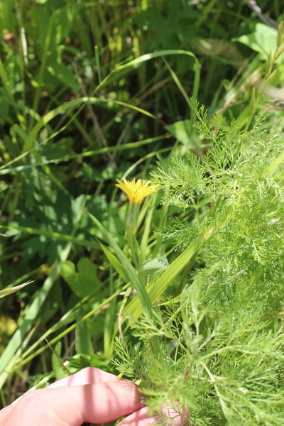 Scorzonera parviflora, photographed by Dmitriy Bochkov