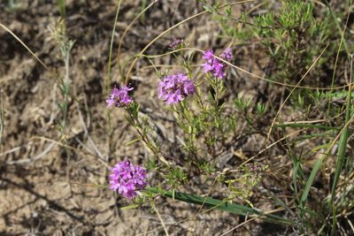 Thymus pallasianus, photographed by Dmitriy Bochkov