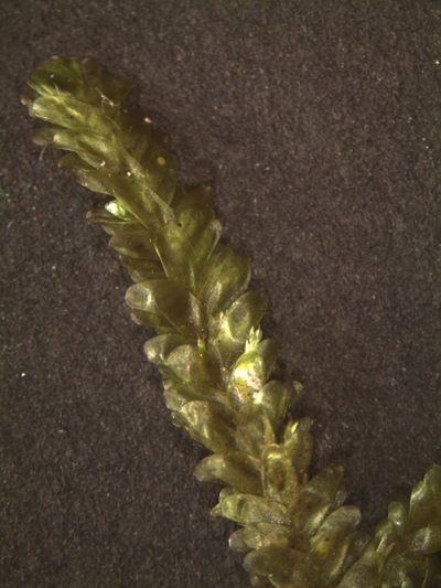 Alleniella laevigata, photographed by John Steel