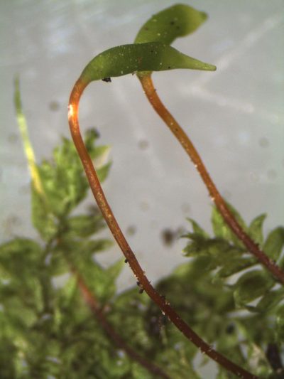 Rhynchostegium tenuifolium, photographed by John Steel