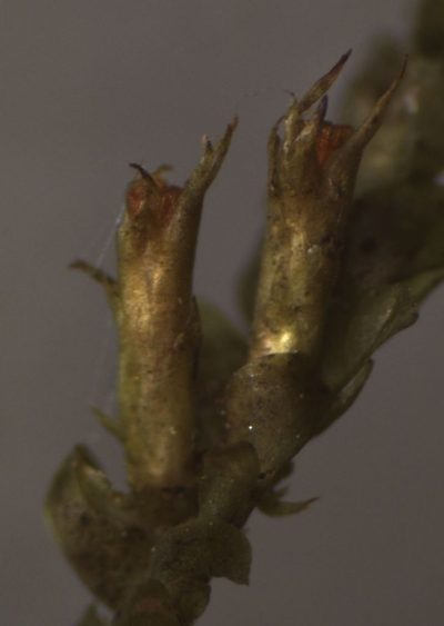 Alleniella laevigata, photographed by John Steel