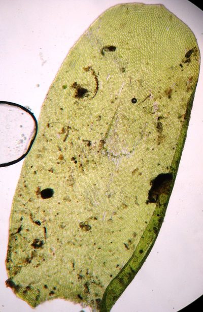 Alleniella laevigata, photographed by John Steel