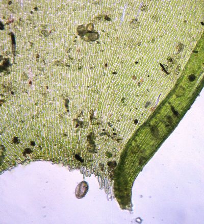 Alleniella laevigata, photographed by John Steel