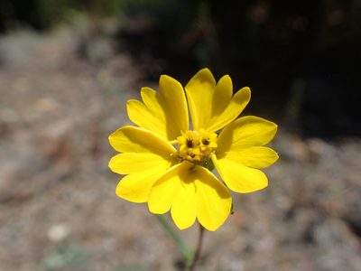 Calycadenia truncata, photographed by Scott Yarger