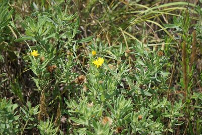 Heterotheca camporum, photographed by Mike B