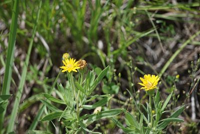 Heterotheca camporum, photographed by Mike B