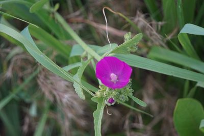 Callirhoe triangulata, photographed by Mike B