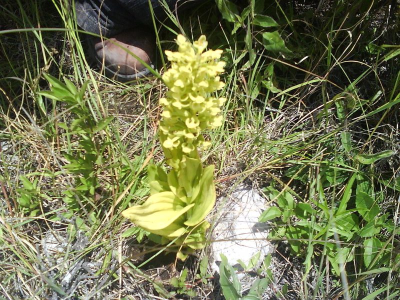 Habenaria strictissima, photographed by Juan J. Morales-Trejo