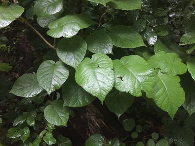Actinidia chinensis, photographed by Katja Schulz