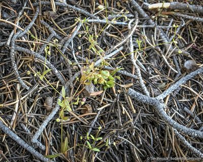 Hamogalium bifolium, photographed by Tim Messick