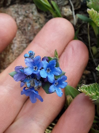 Mertensia tweedyi, photographed by Tait Sougstad