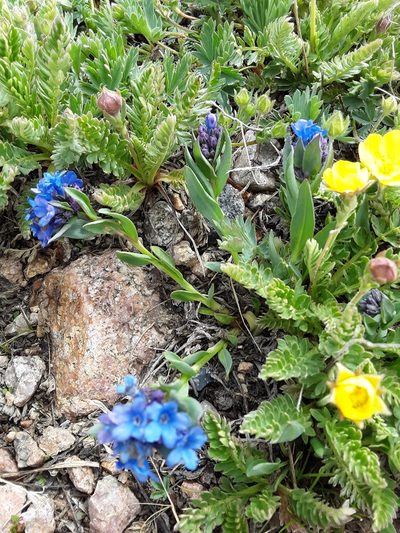 Mertensia tweedyi, photographed by Tait Sougstad