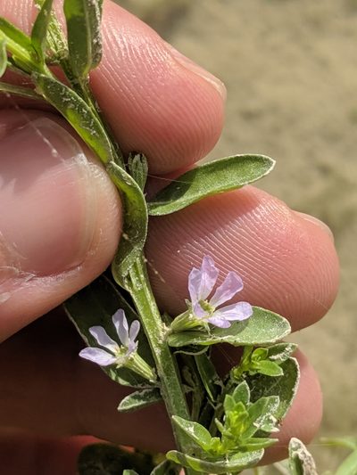 Lythrum ovalifolium, photographed by Eric Knight