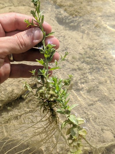 Lythrum ovalifolium, photographed by Eric Knight