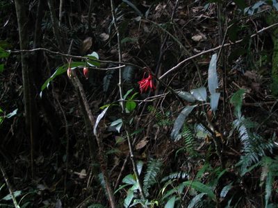 Goniothalamus roseus, photographed by Tony Eales