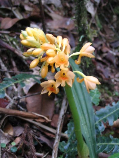 Calanthe pulchra, photographed by Tony Eales