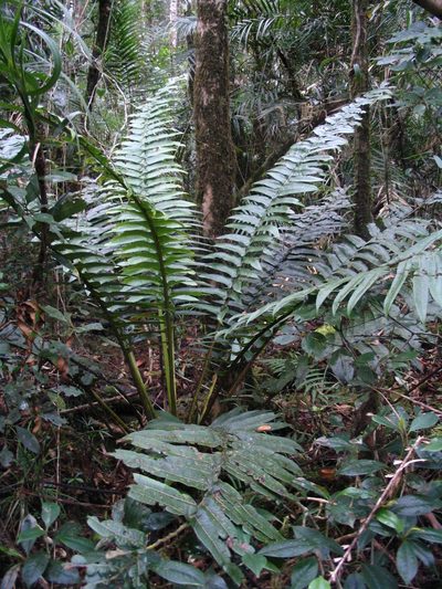 Sphaeropteris capitata, photographed by Tony Eales