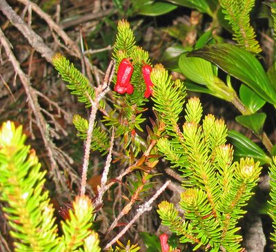 Rhododendron ericoides, photographed by Tony Eales
