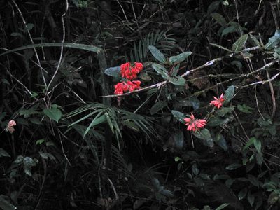 Rhododendron crassifolium, photographed by Tony Eales