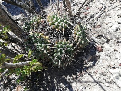 Mammillaria compressa, photographed by Sandino Guerrero