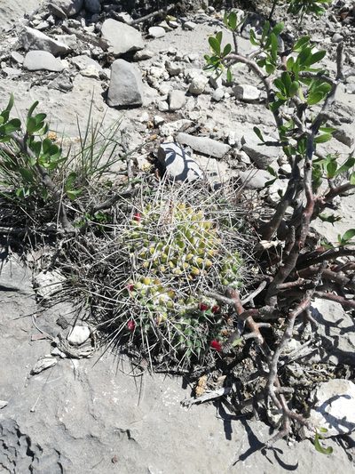 Mammillaria compressa, photographed by Sandino Guerrero