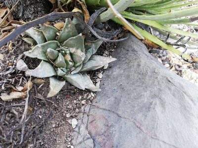 Ariocarpus retusus, photographed by Sandino Guerrero