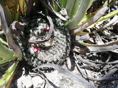 Mammillaria formosa, photographed by Sandino Guerrero