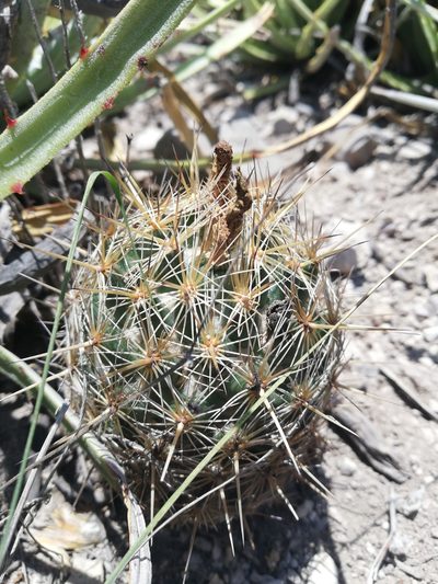 Coryphantha glanduligera, photographed by Sandino Guerrero