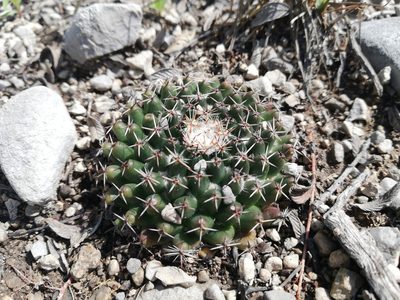 Mammillaria formosa, photographed by Sandino Guerrero