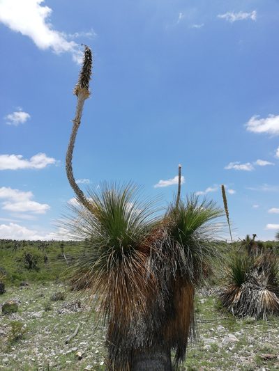 Dasylirion quadrangulatum, photographed by Sandino Guerrero