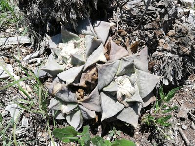 Ariocarpus retusus, photographed by Sandino Guerrero