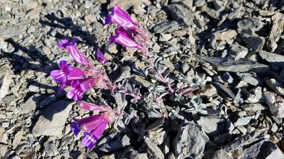 Penstemon purpusii, photographed by Peter Brastow