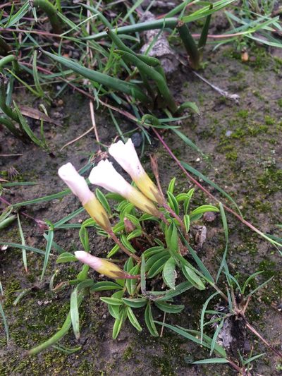 Oxalis minuta, photographed by Jeremy Gilmore