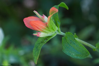Castilleja nelsonii, photographed by Ken-ichi Ueda