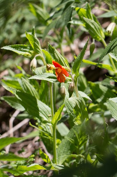 Erythranthe cinnabarina, photographed by Ken-ichi Ueda