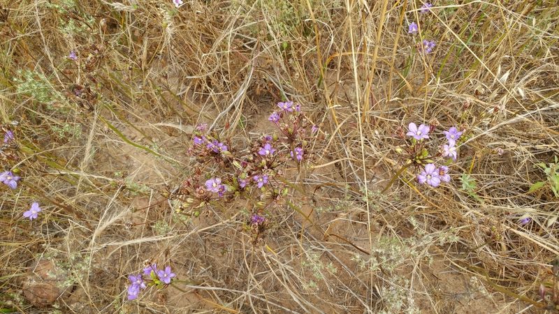 Brodiaea kinkiensis, photographed by Casey H. Richart