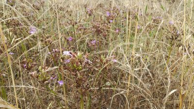 Brodiaea kinkiensis, photographed by Casey H. Richart