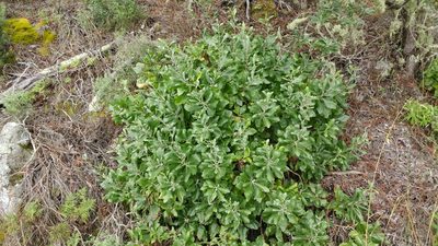 Munzothamnus blairii, photographed by Casey H. Richart