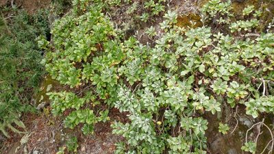 Munzothamnus blairii, photographed by Casey H. Richart