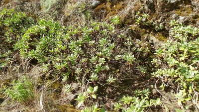 Munzothamnus blairii, photographed by Casey H. Richart