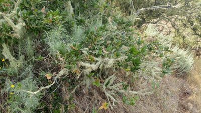 Quercus tomentella, photographed by Casey H. Richart