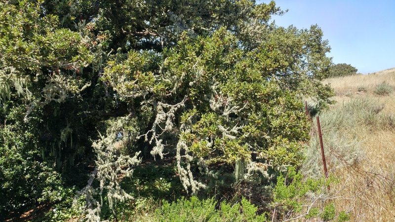 Quercus tomentella, photographed by Casey H. Richart