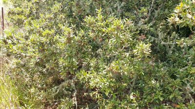 Quercus tomentella, photographed by Casey H. Richart