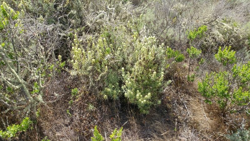 Castilleja grisea, photographed by Casey H. Richart