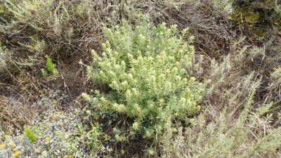 Castilleja grisea, photographed by Casey H. Richart
