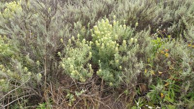 Castilleja grisea, photographed by Casey H. Richart