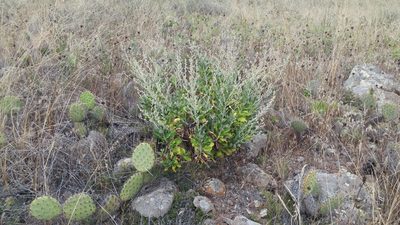 Hazardia cana, photographed by Casey H. Richart