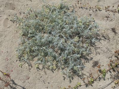 Astragalus miguelensis, photographed by Casey H. Richart