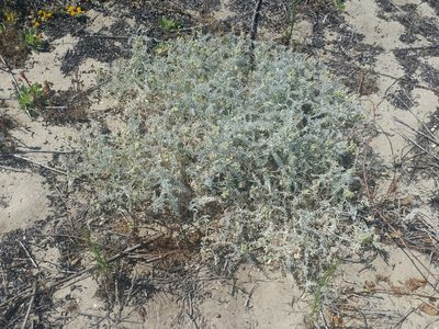Astragalus miguelensis, photographed by Casey H. Richart
