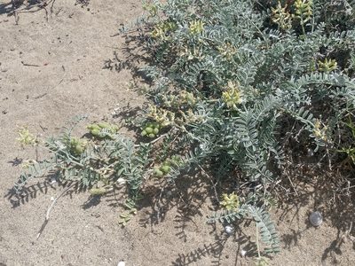 Astragalus miguelensis, photographed by Casey H. Richart